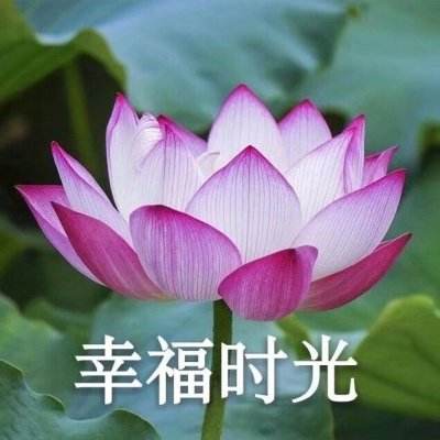 谜题骑士汉化破解版下载